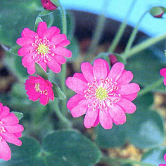 花嫁
