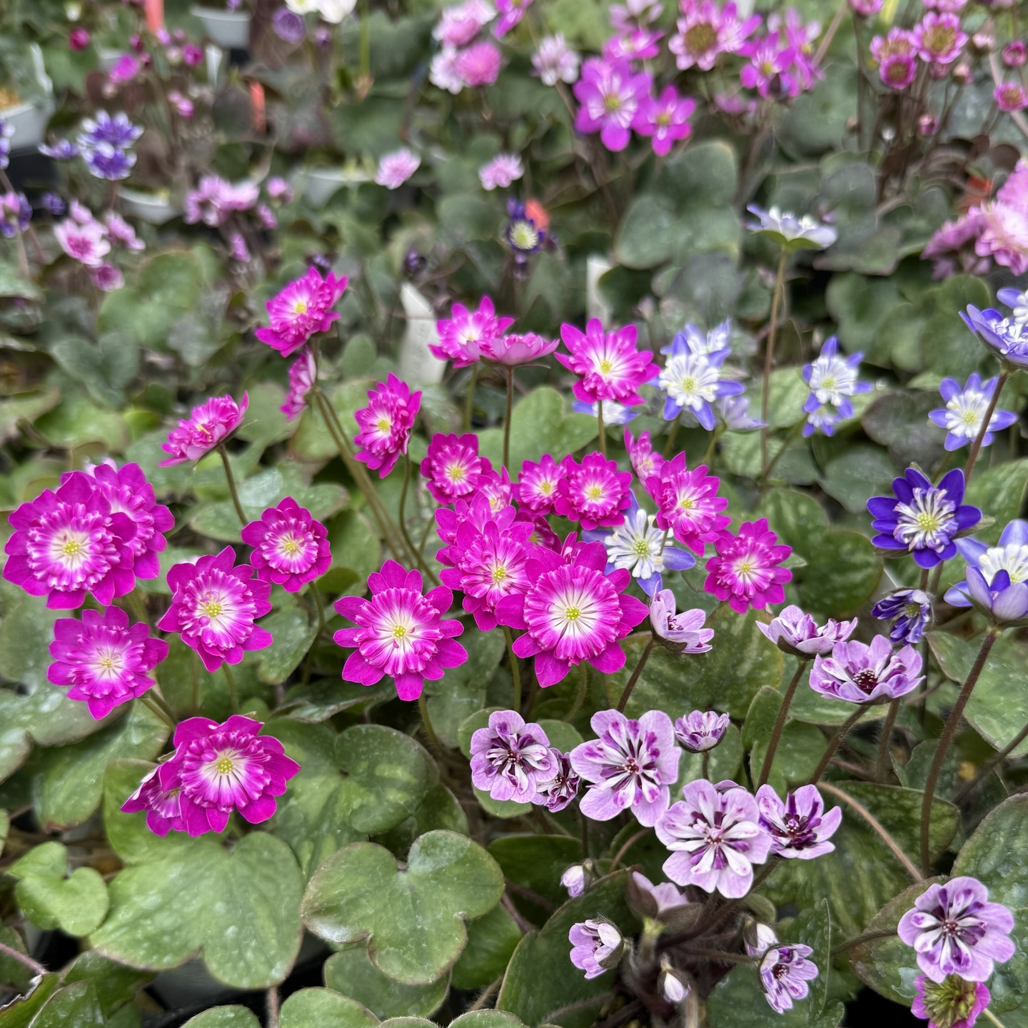 雪割草图录 19