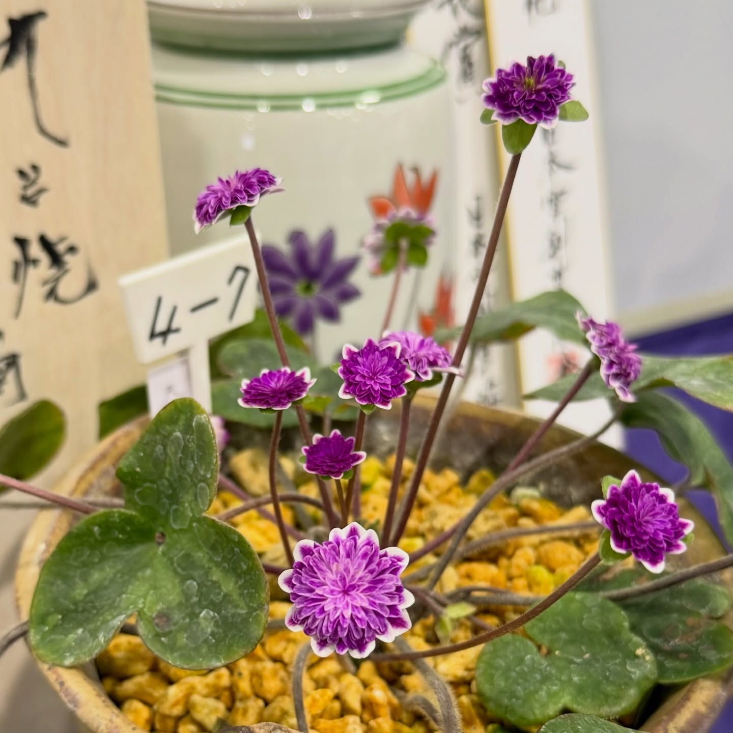 雪割草图录 31