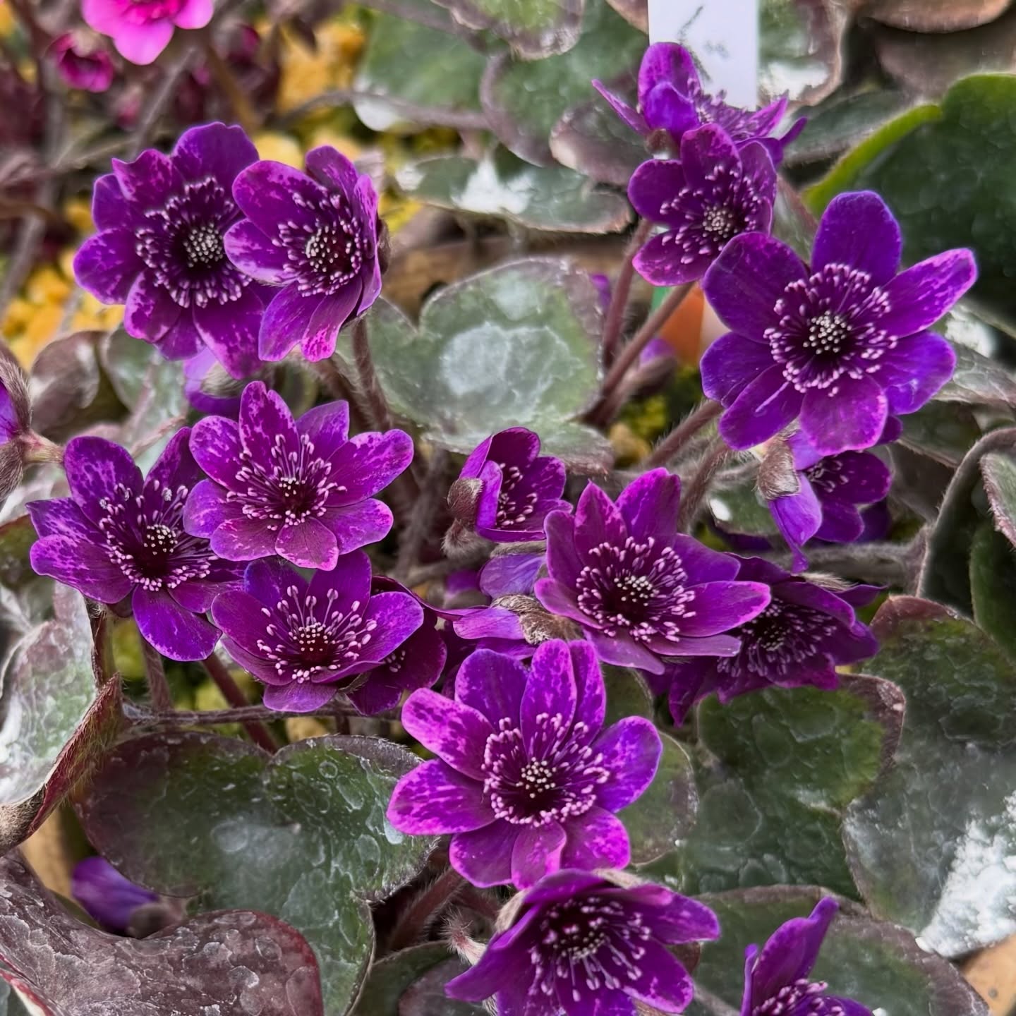 雪割草图录 39