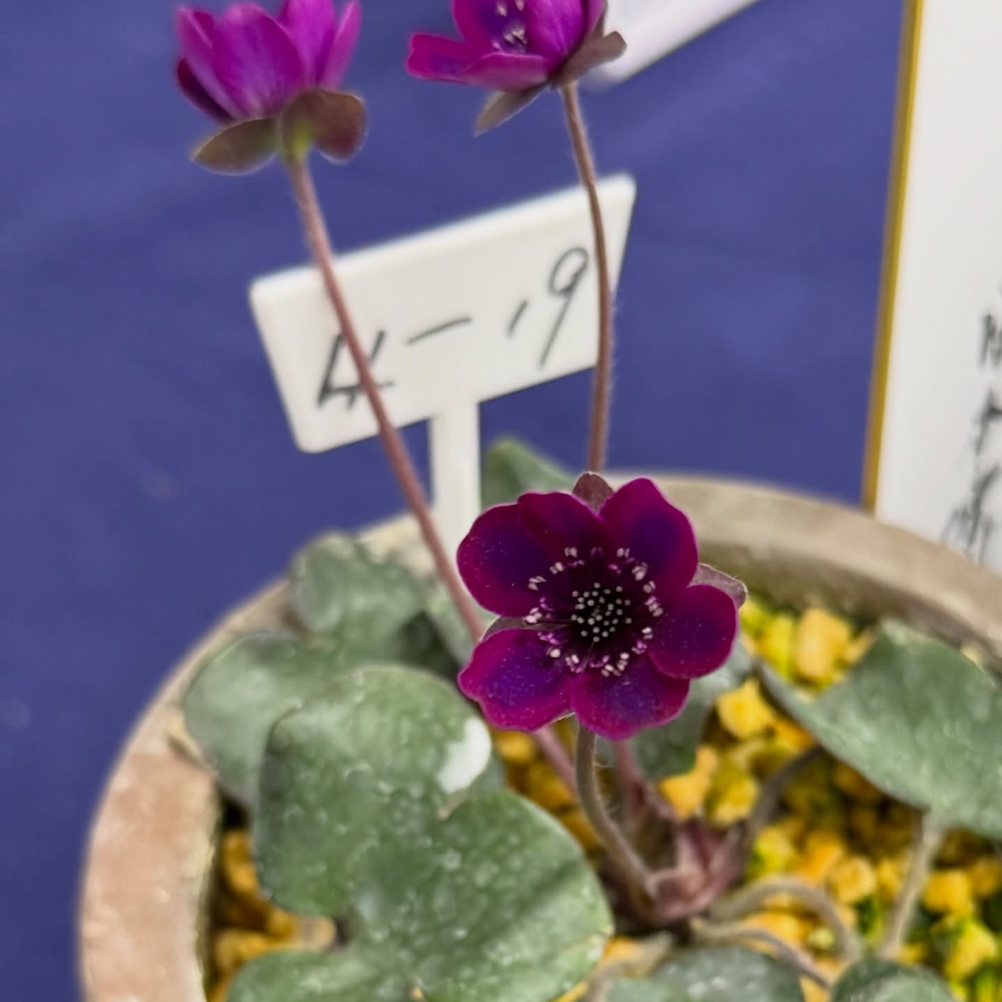 雪割草图录 51