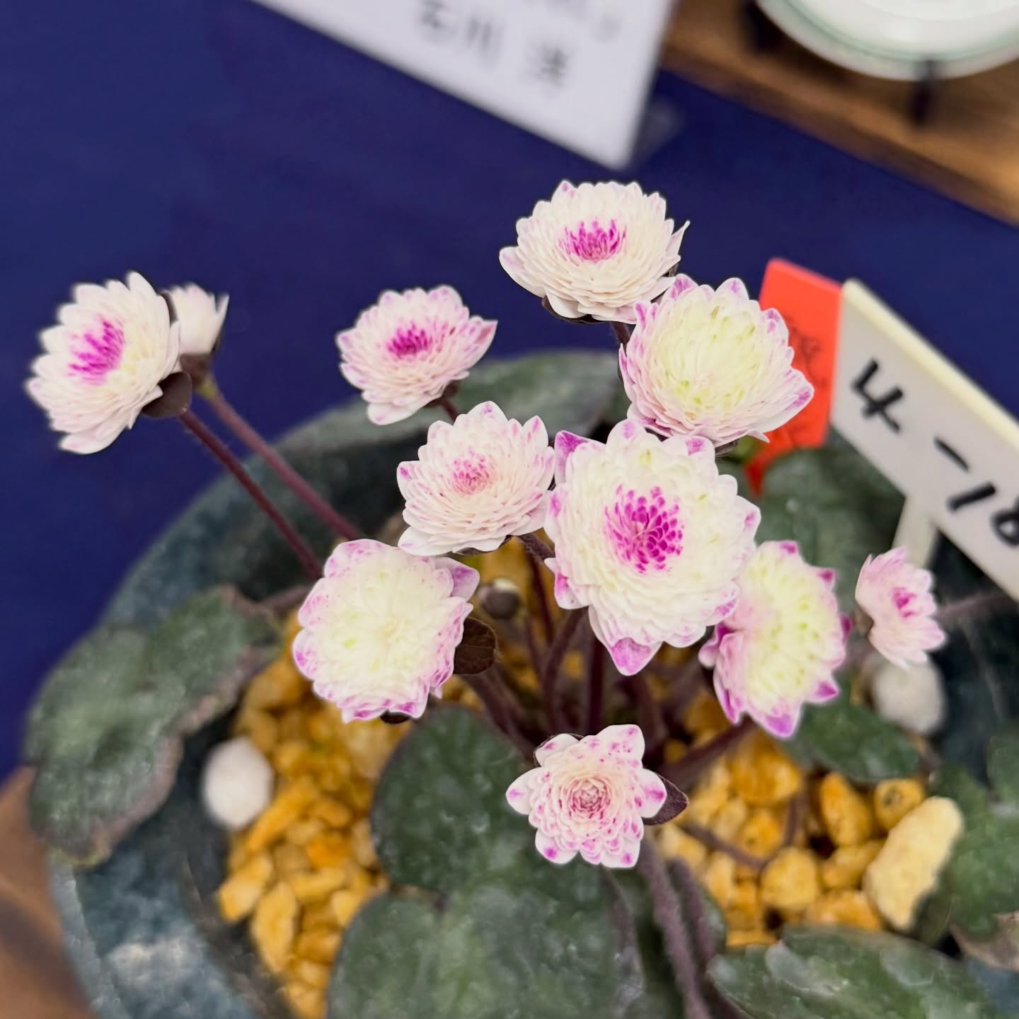 雪割草图录 55