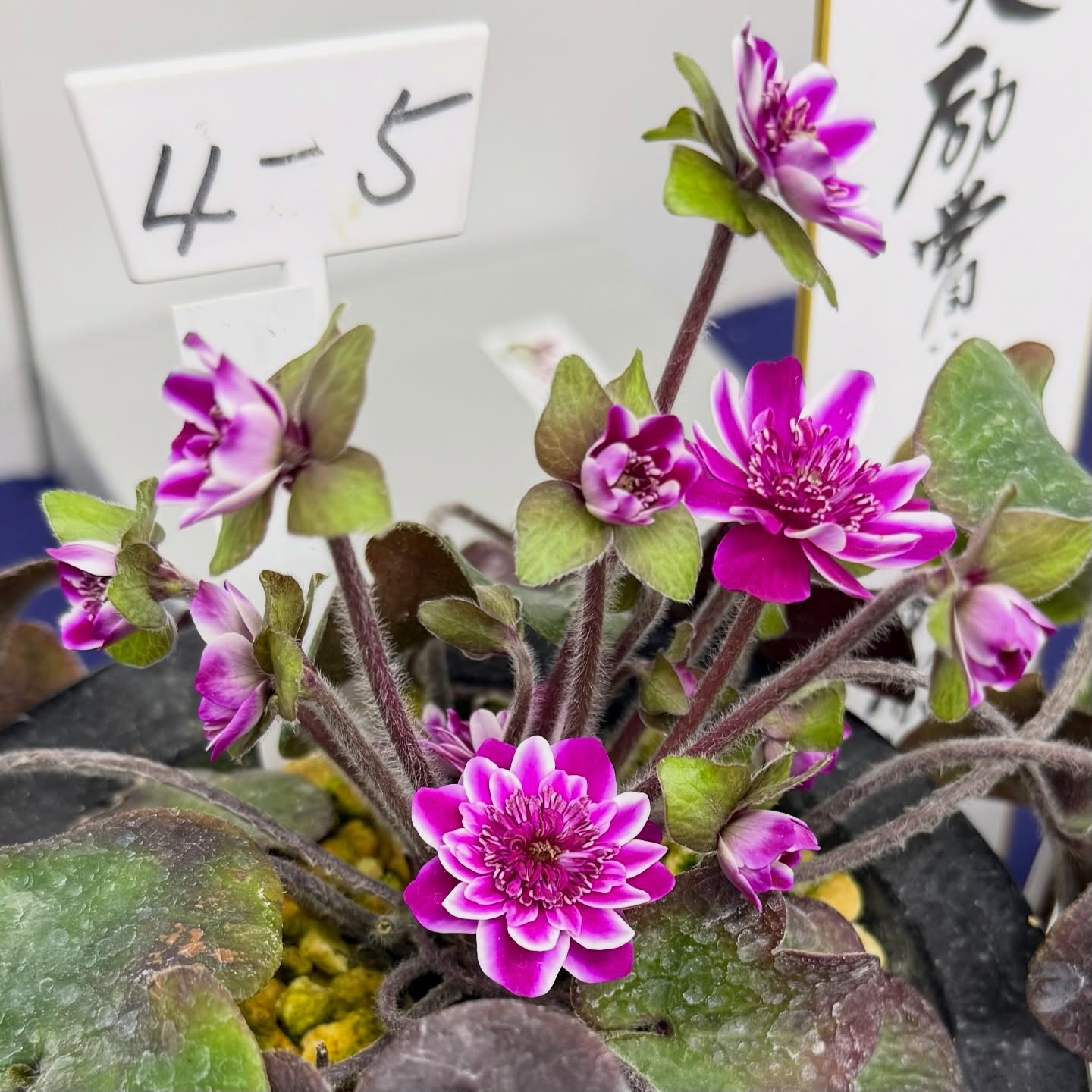 雪割草图录 56