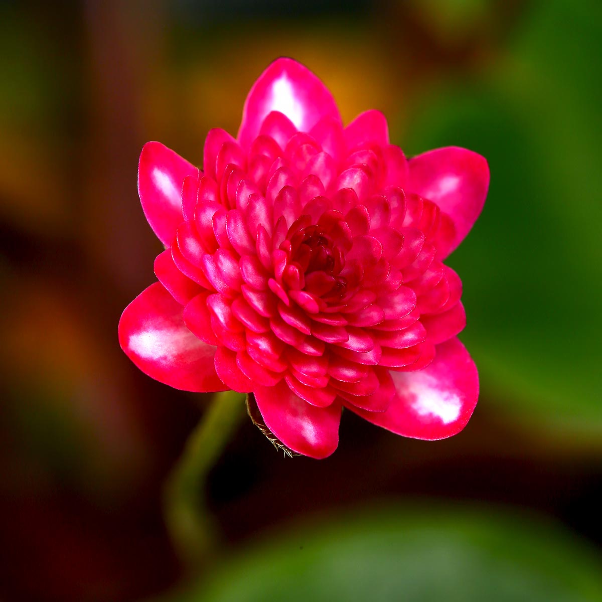 紅牡丹