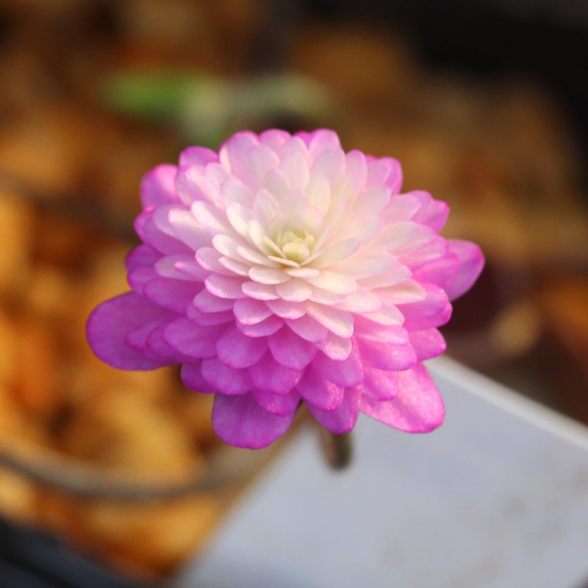 夢工房