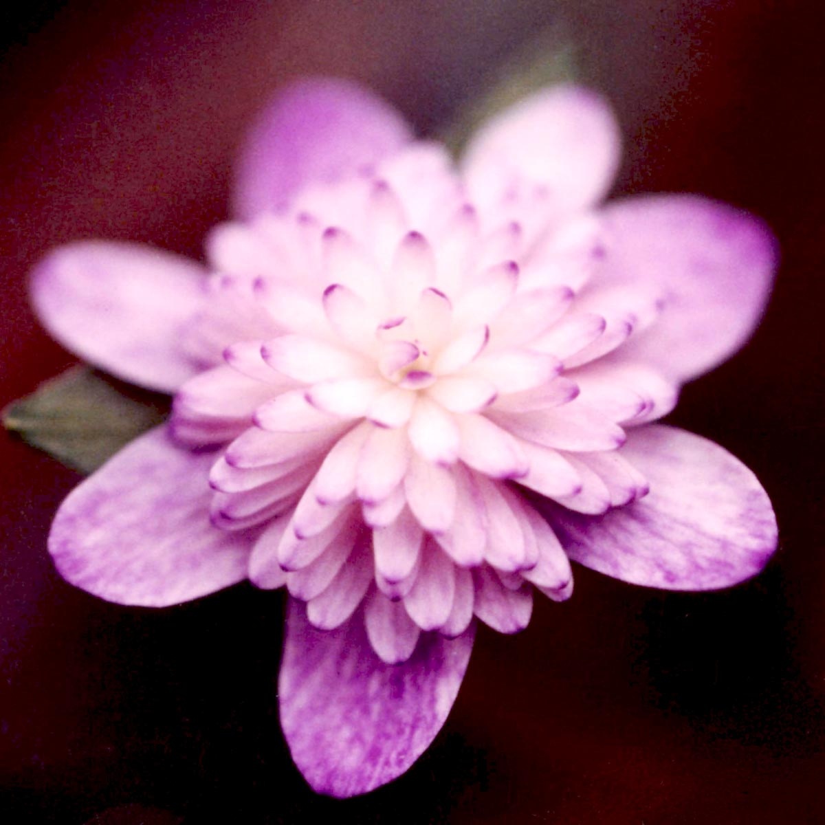 水中花