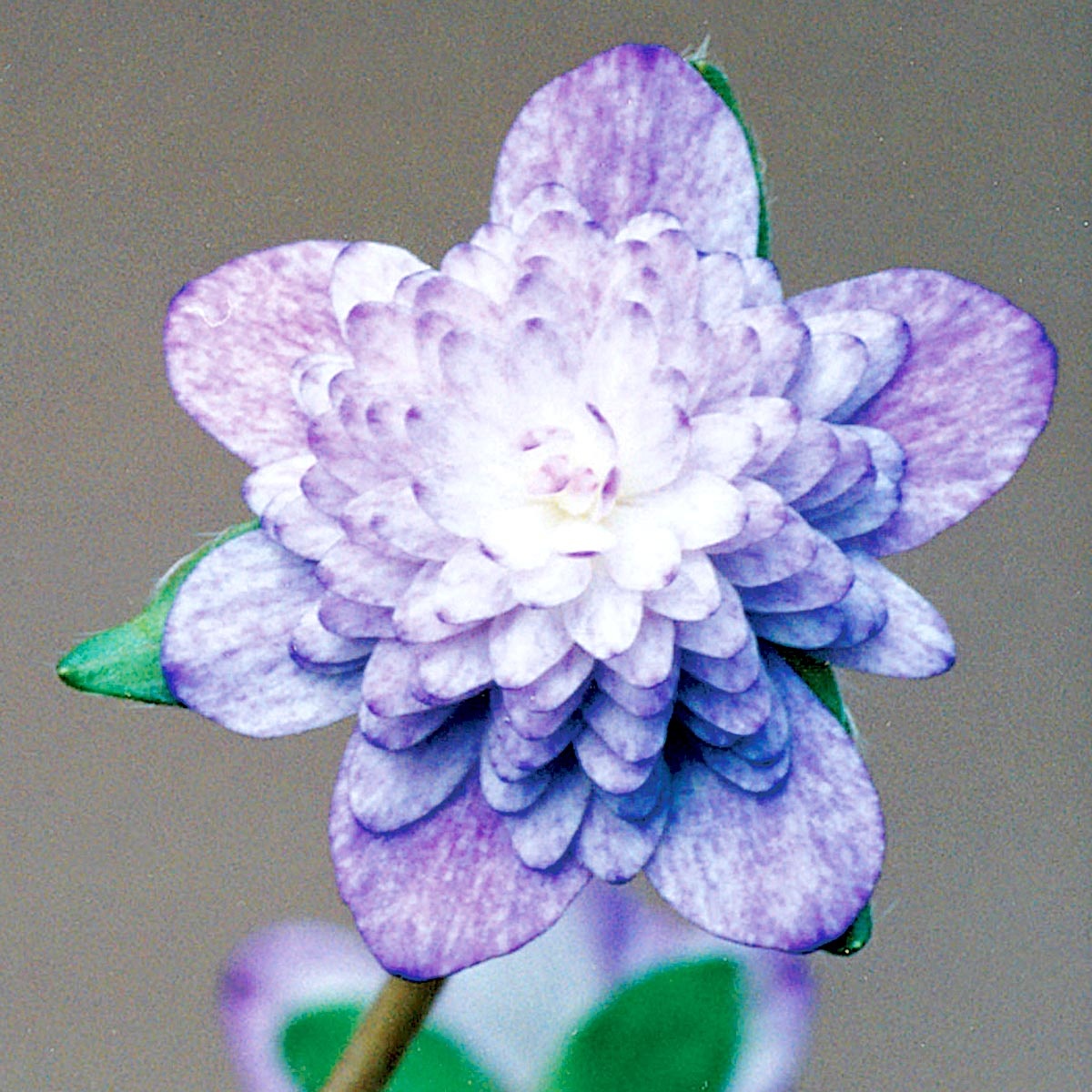 水中花