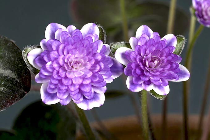 涼月