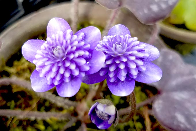藤宝