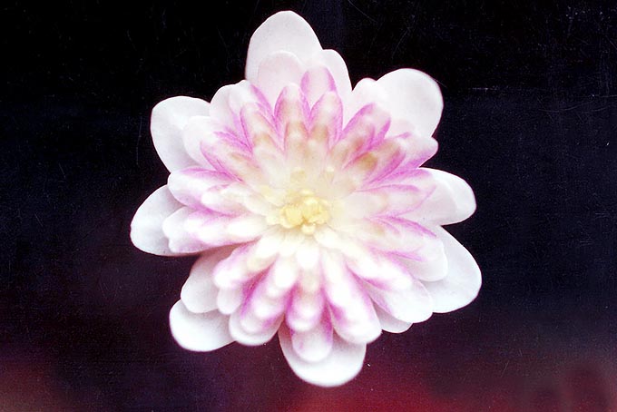 桜錦