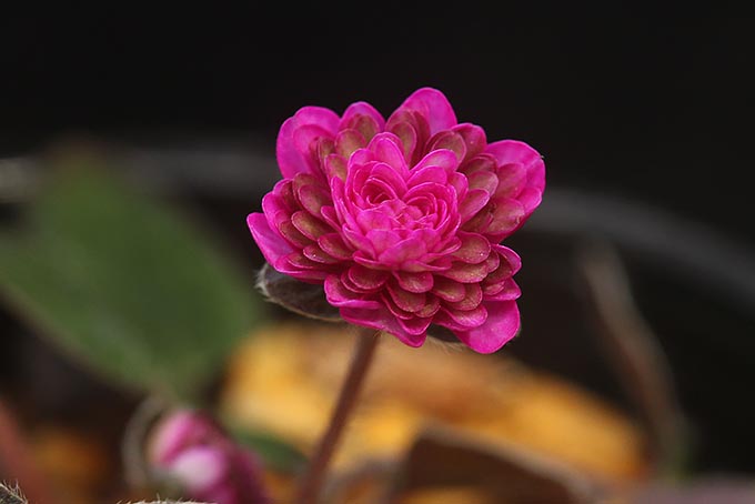 花紅葉