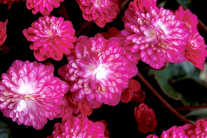 花紅葉