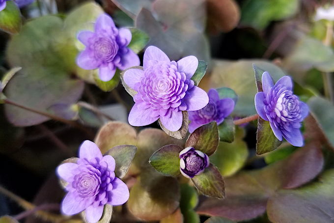 風花
