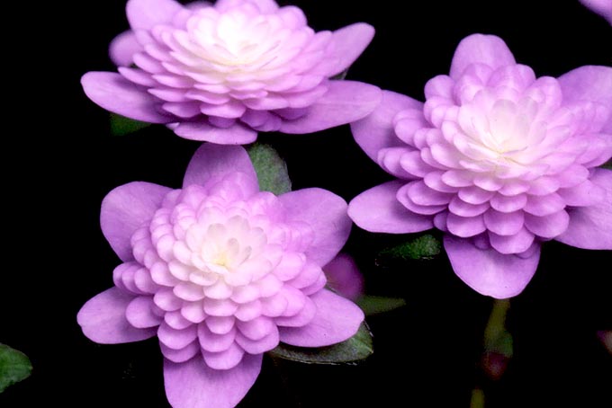 風花