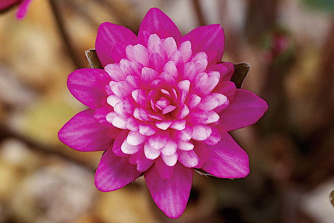 花吹雪