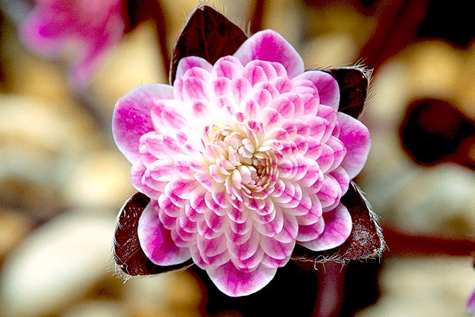 紅星
