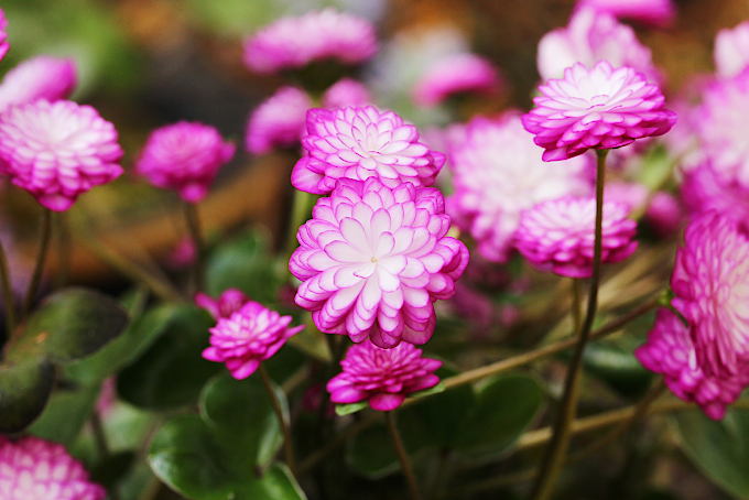 安寿
