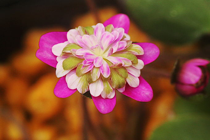 花むしろ