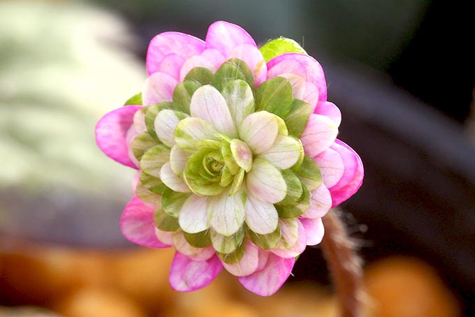 花むしろ