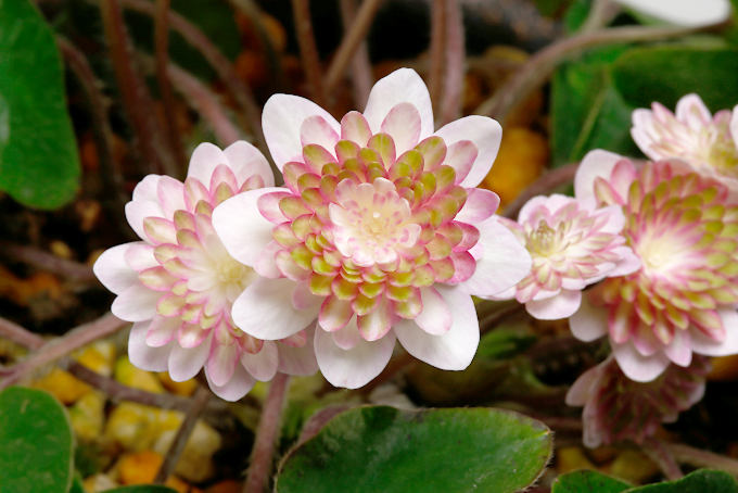 紅流恋