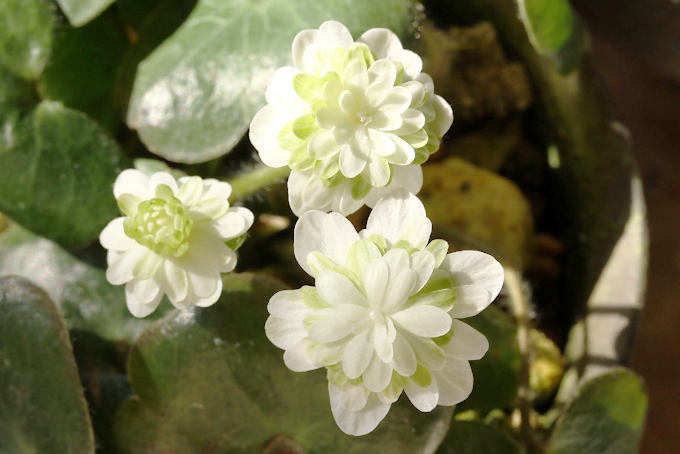 緑星華