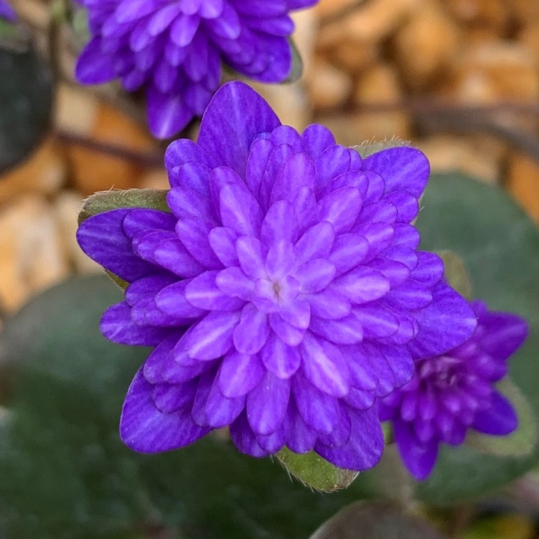 海原