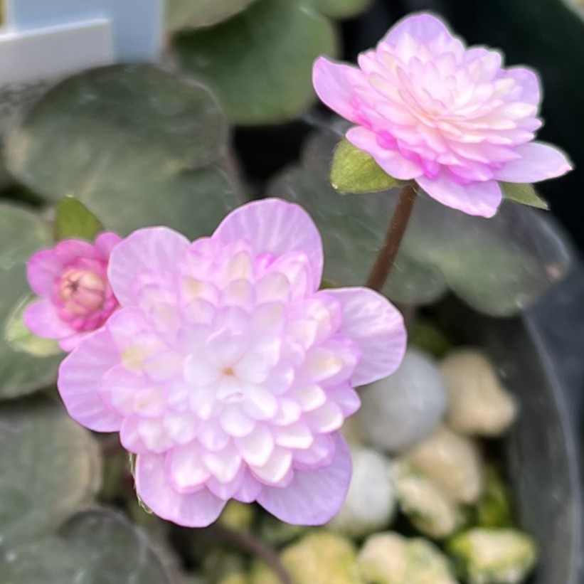 織姫