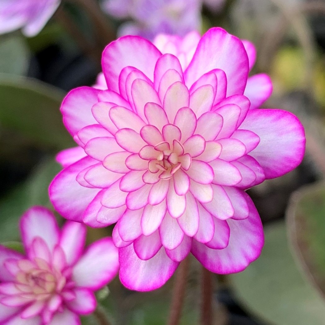 山王桜