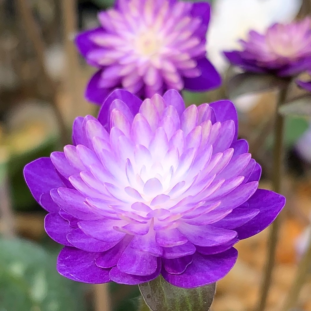 紫晃殿