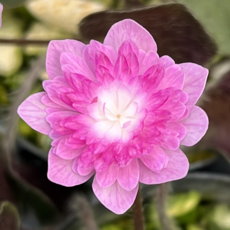 酔華