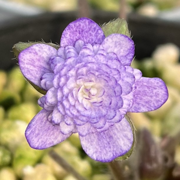 水中花