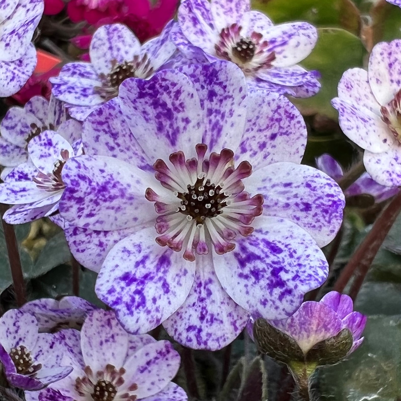 石点