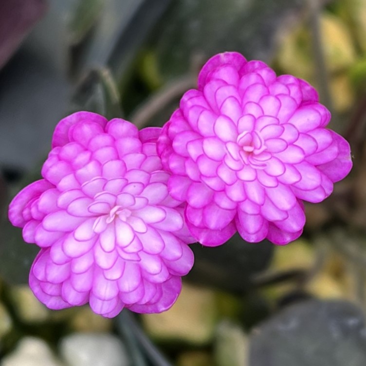 妙華