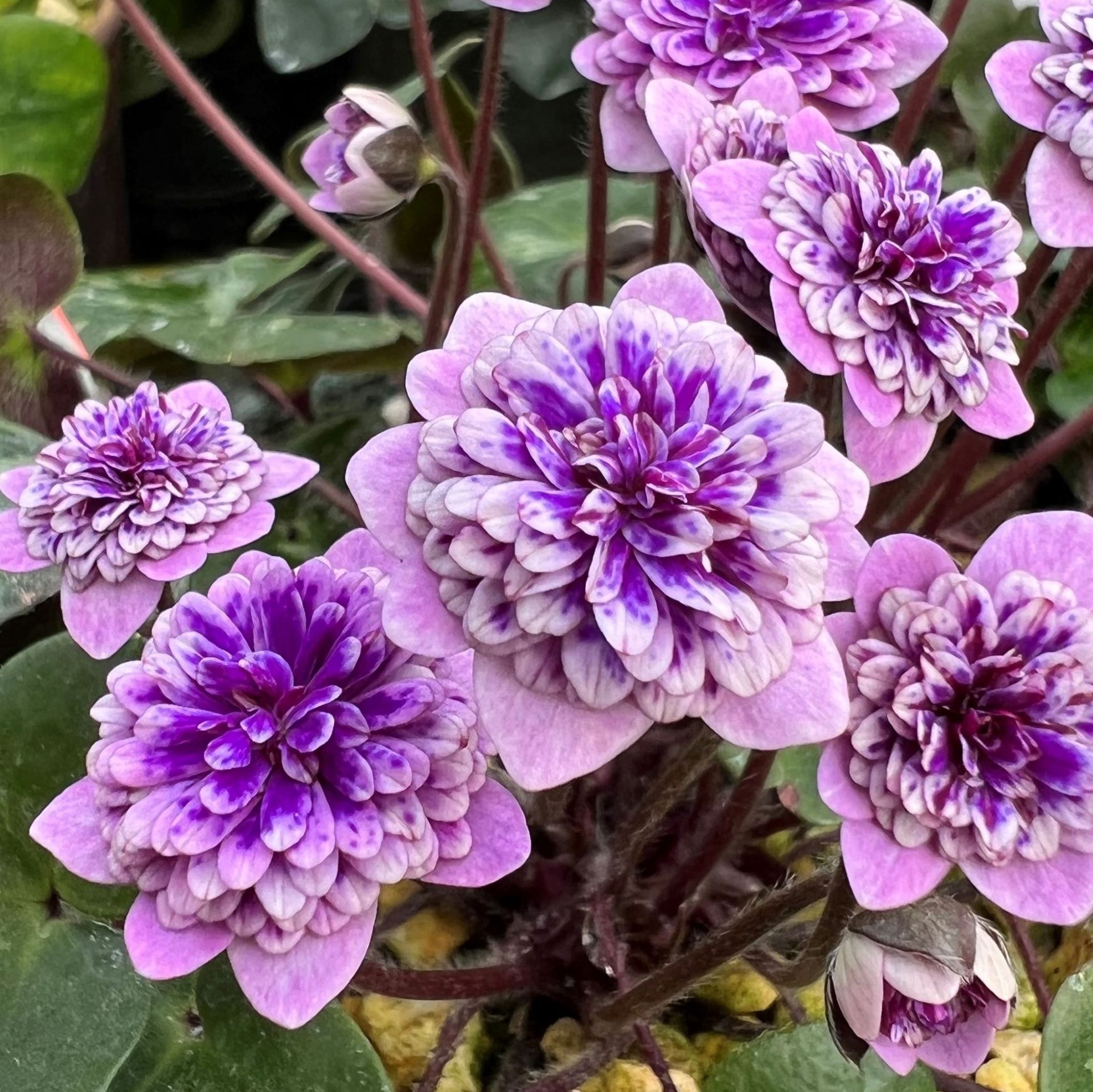 時の華
