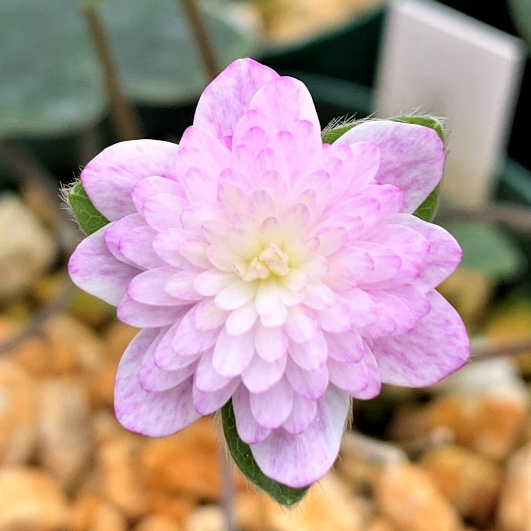 夏衣