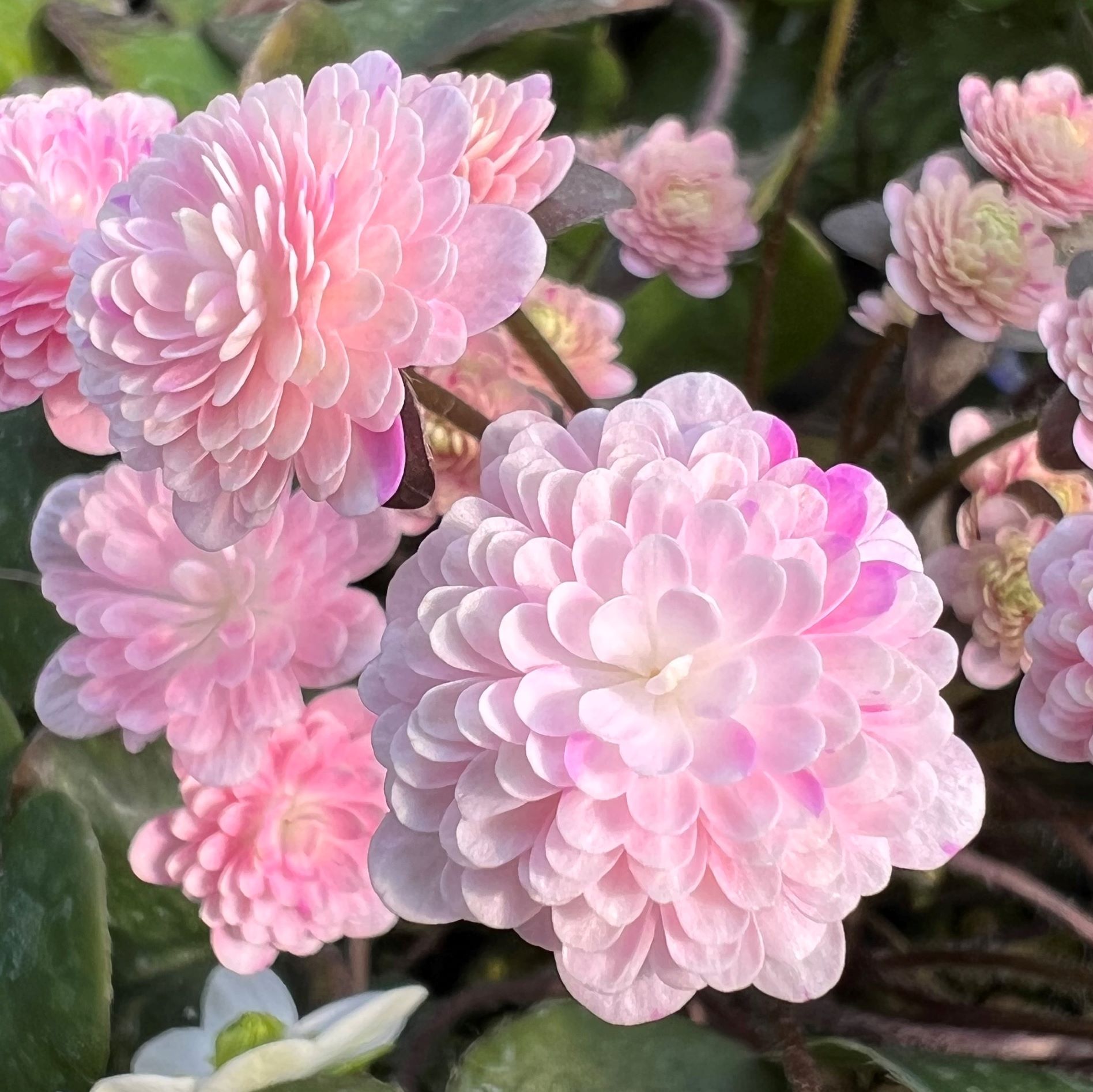 花比べ