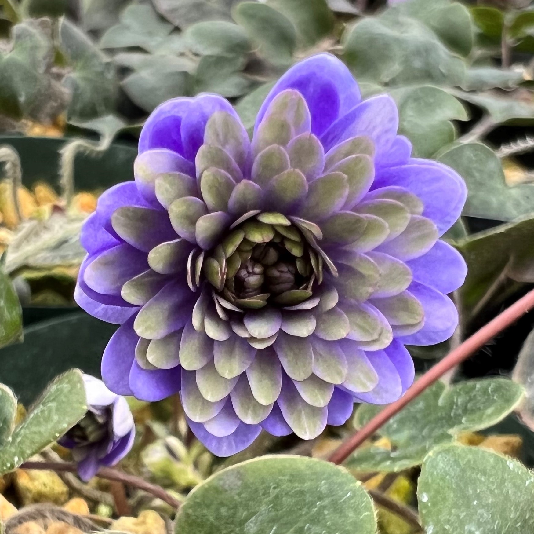 春駒