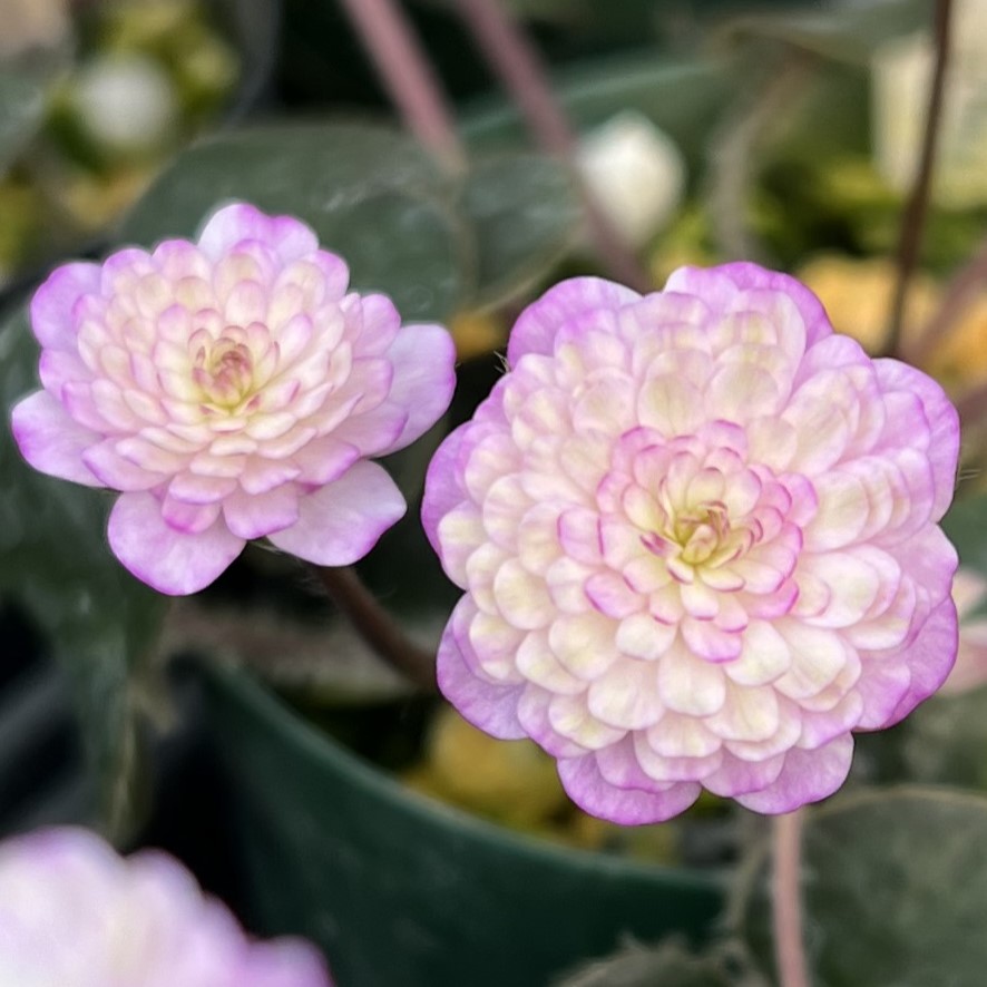 春代鯉