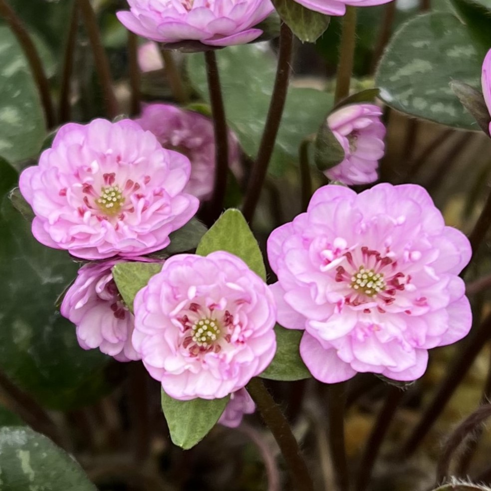 ひな菊