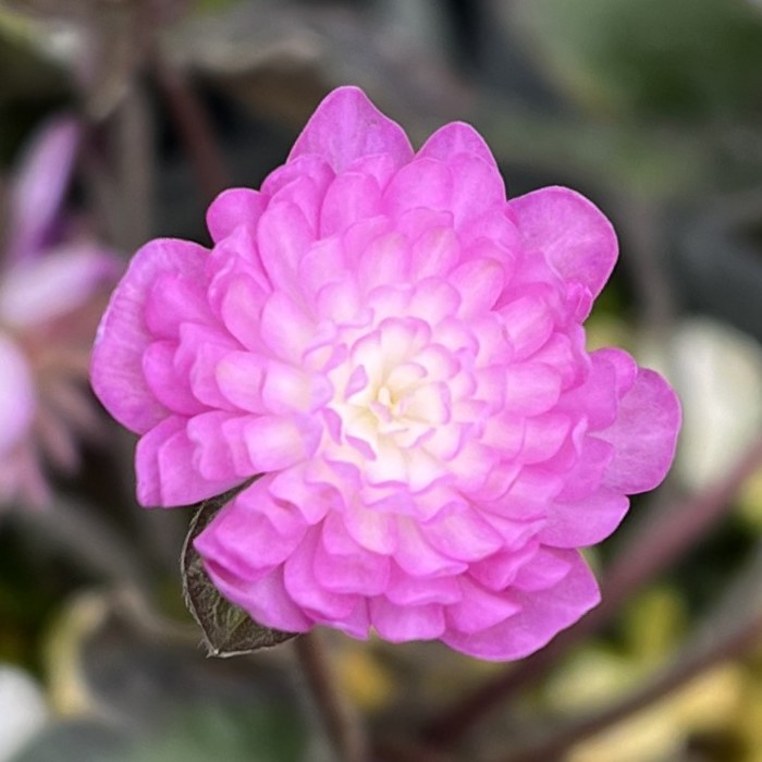 紅太子