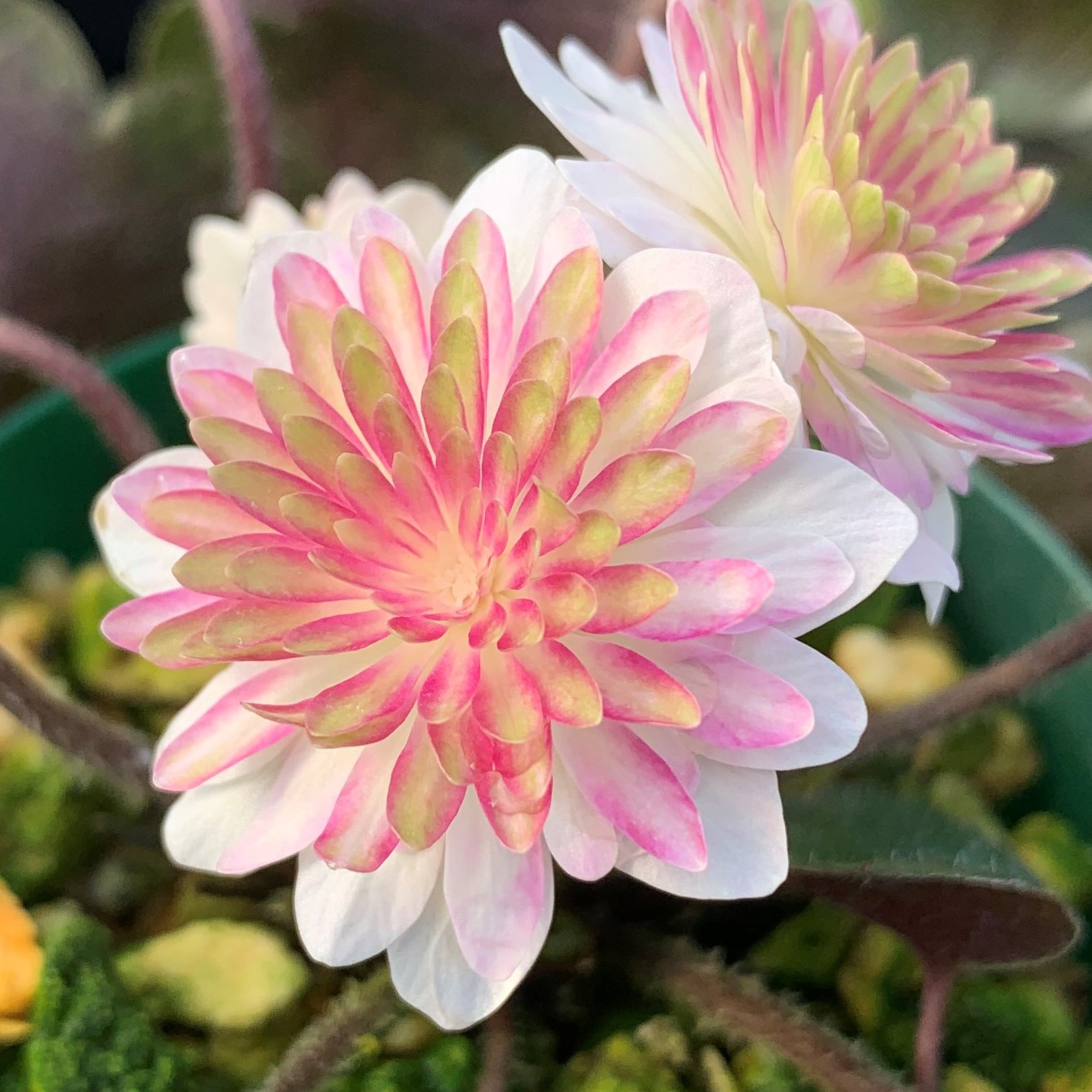 紅流恋