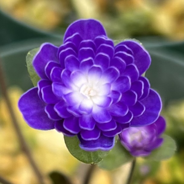 紫真珠